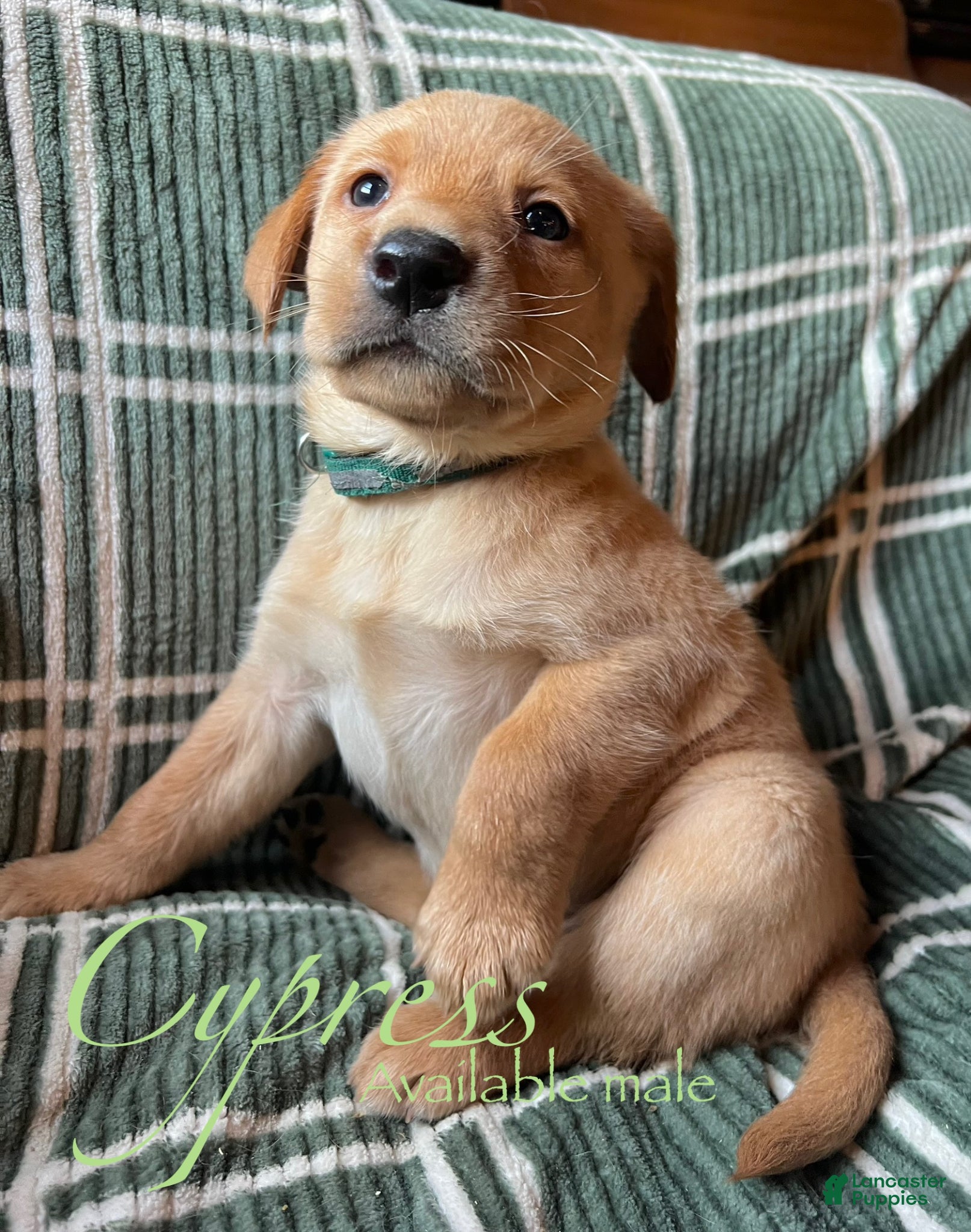 Labrador Retriever dogs Cypress - Ad 28