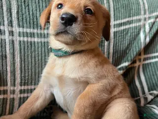 Labrador Retriever dogs Cypress - Ad 28