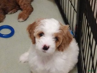 Cavapoo dogs Daisy - Ad 7