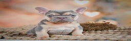 French Bulldog dogs for sale: Louie - Ad 1