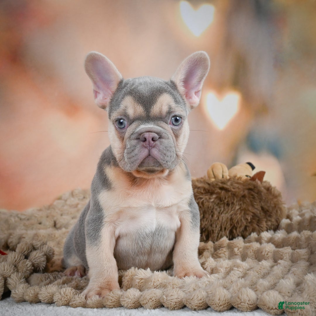French Bulldog dogs for sale: Louie - Ad 1