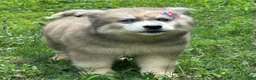Siberian Husky dogs for sale: REYNA - Ad 18