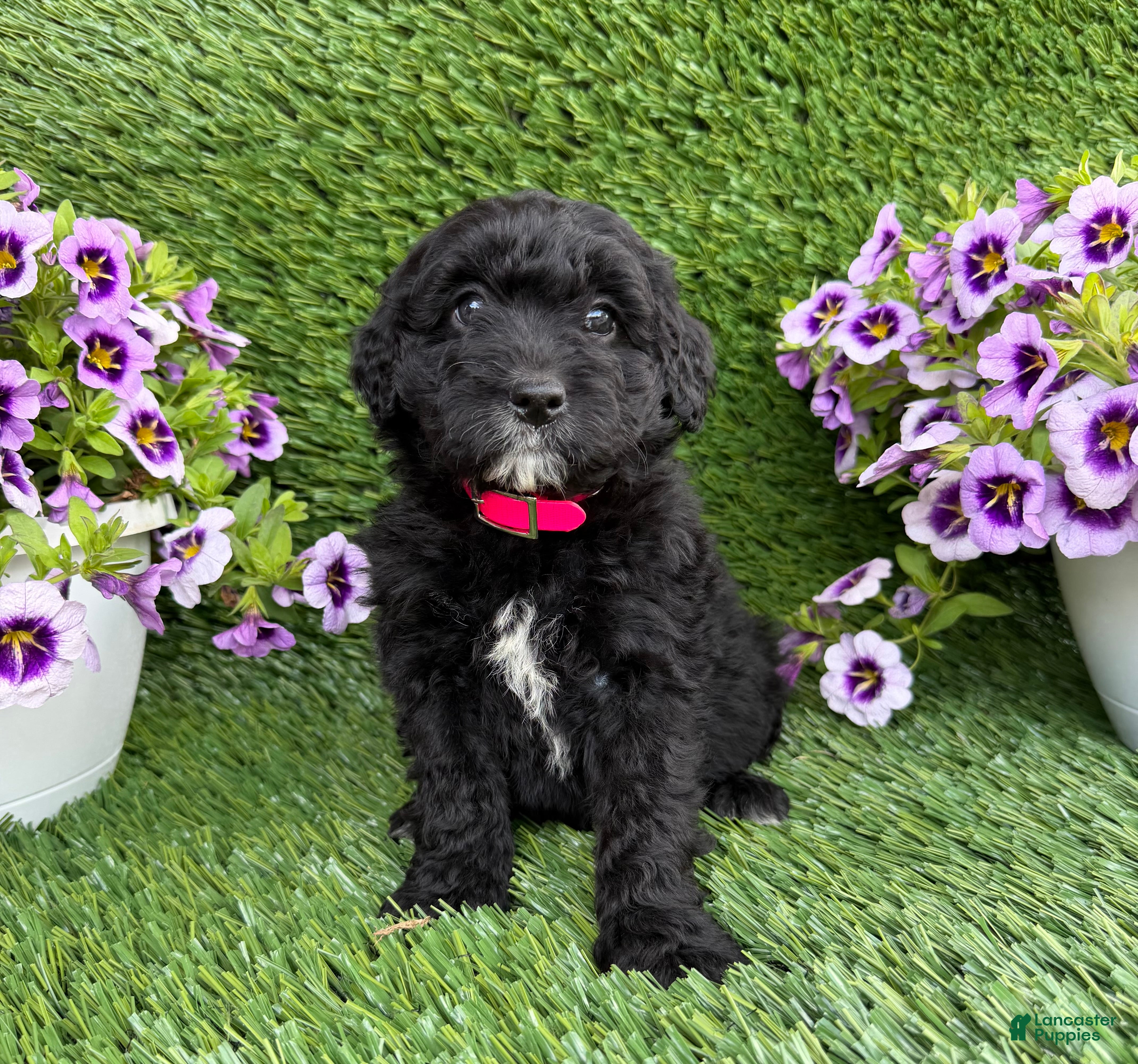 Mini Goldendoodle dogs for sale: Abby - Ad 1