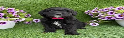 Mini Goldendoodle dogs for sale: Abby - Ad 1
