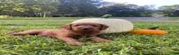 Miniature Labradoodle dogs for sale: Georgia-mini red F1b - Ad 5