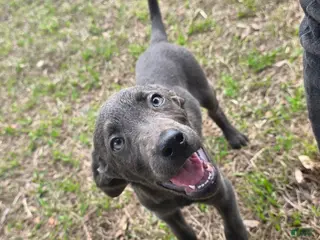 Labrador Retriever dogs for sale: Labrador Retriever coco - Ad 4