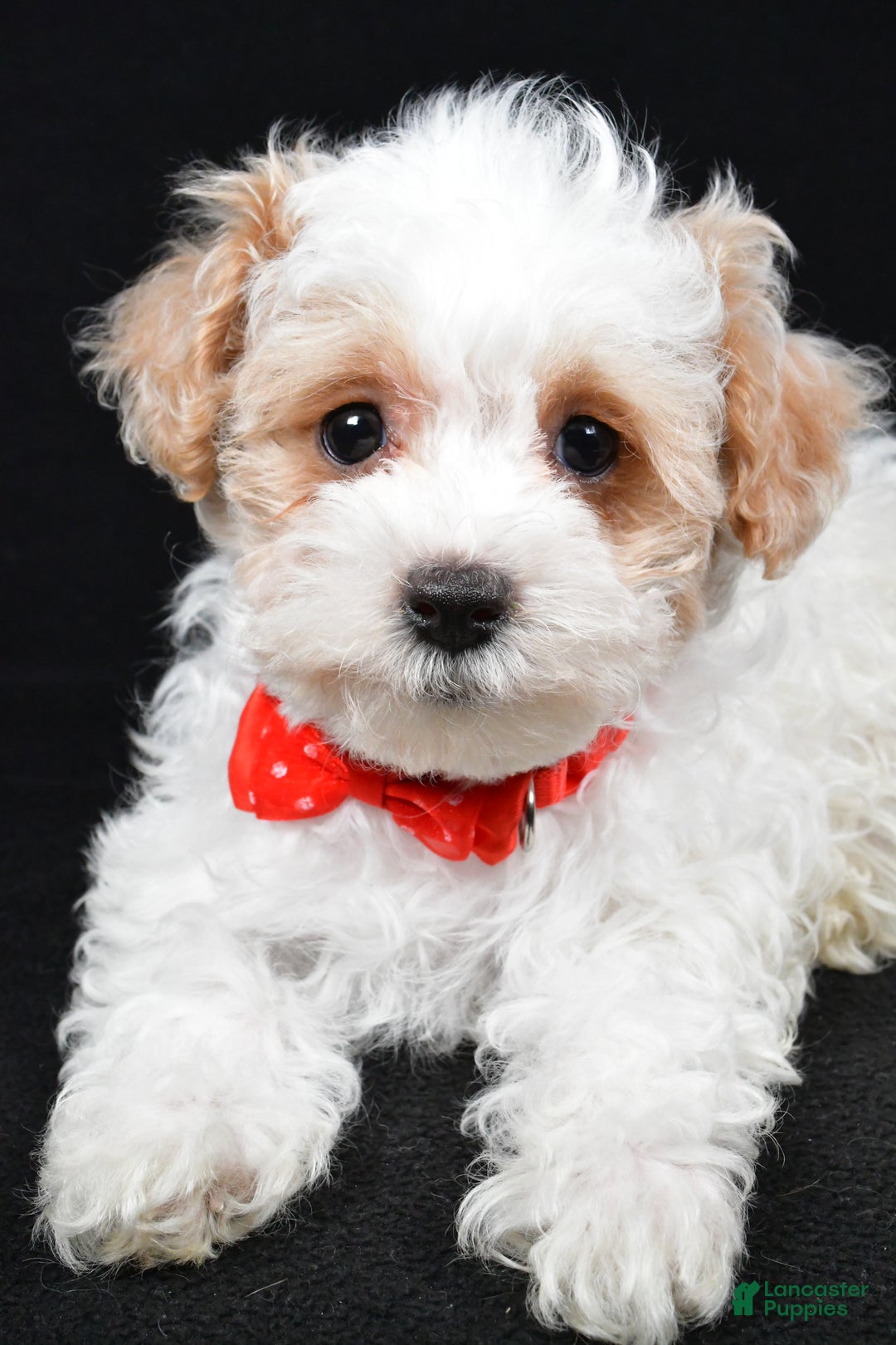 Maltipoo dogs for sale: Tate - Ad 3