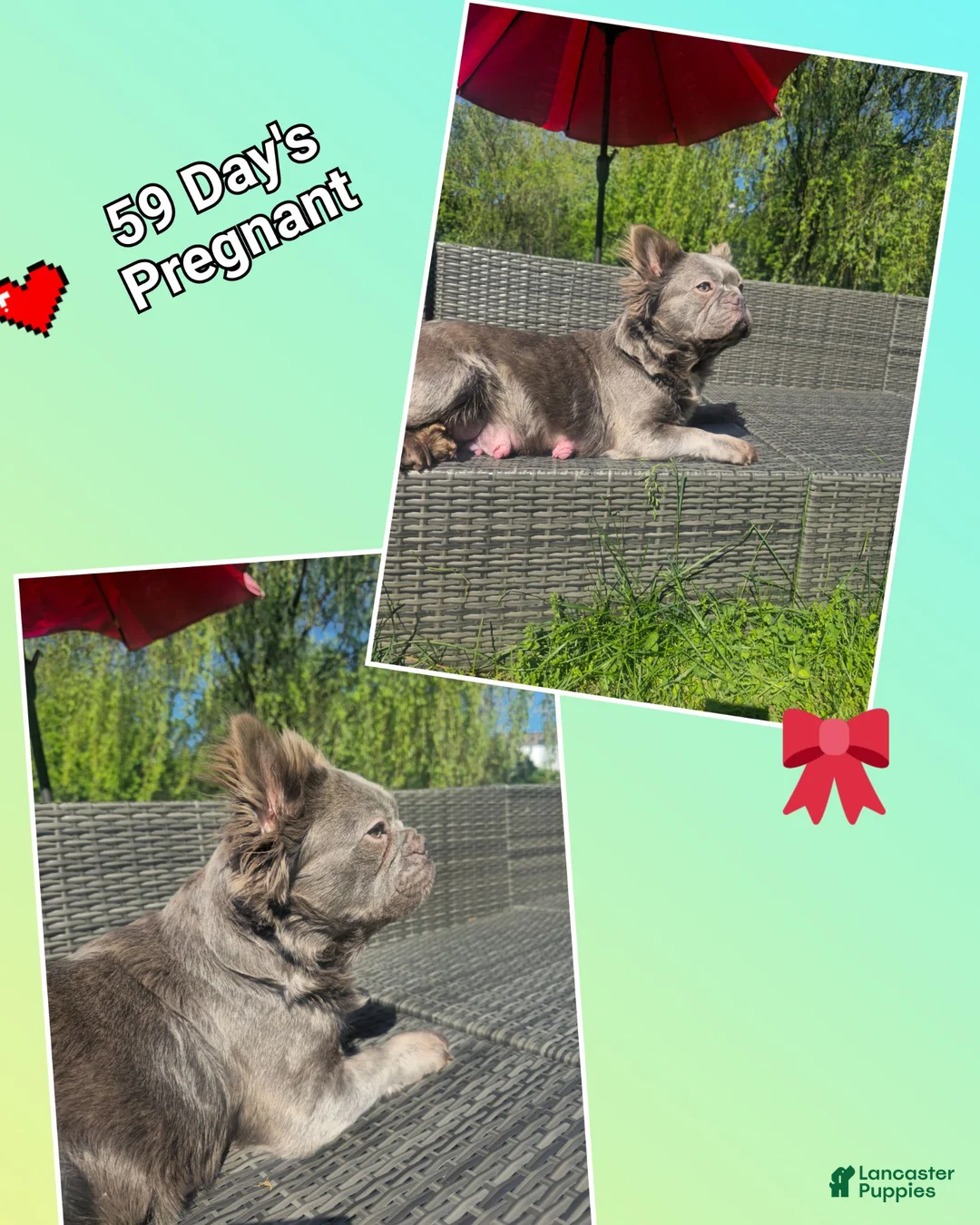 French Bulldog dogs for sale: Peanut - Ad 3