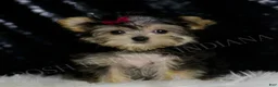 Morkie dogs for sale: Lucy - Ad 2