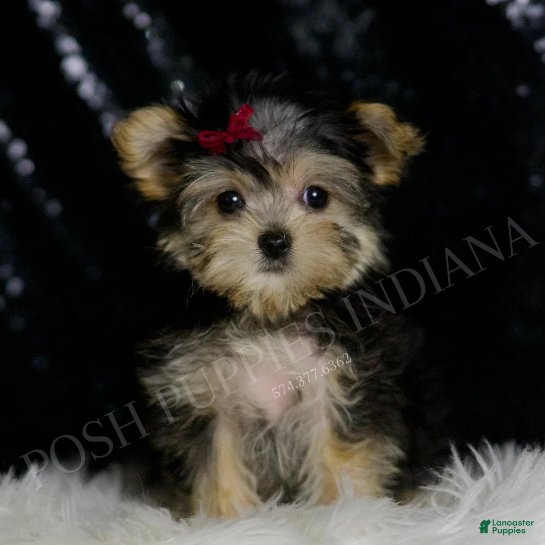 Morkie dogs for sale: Lucy - Ad 2