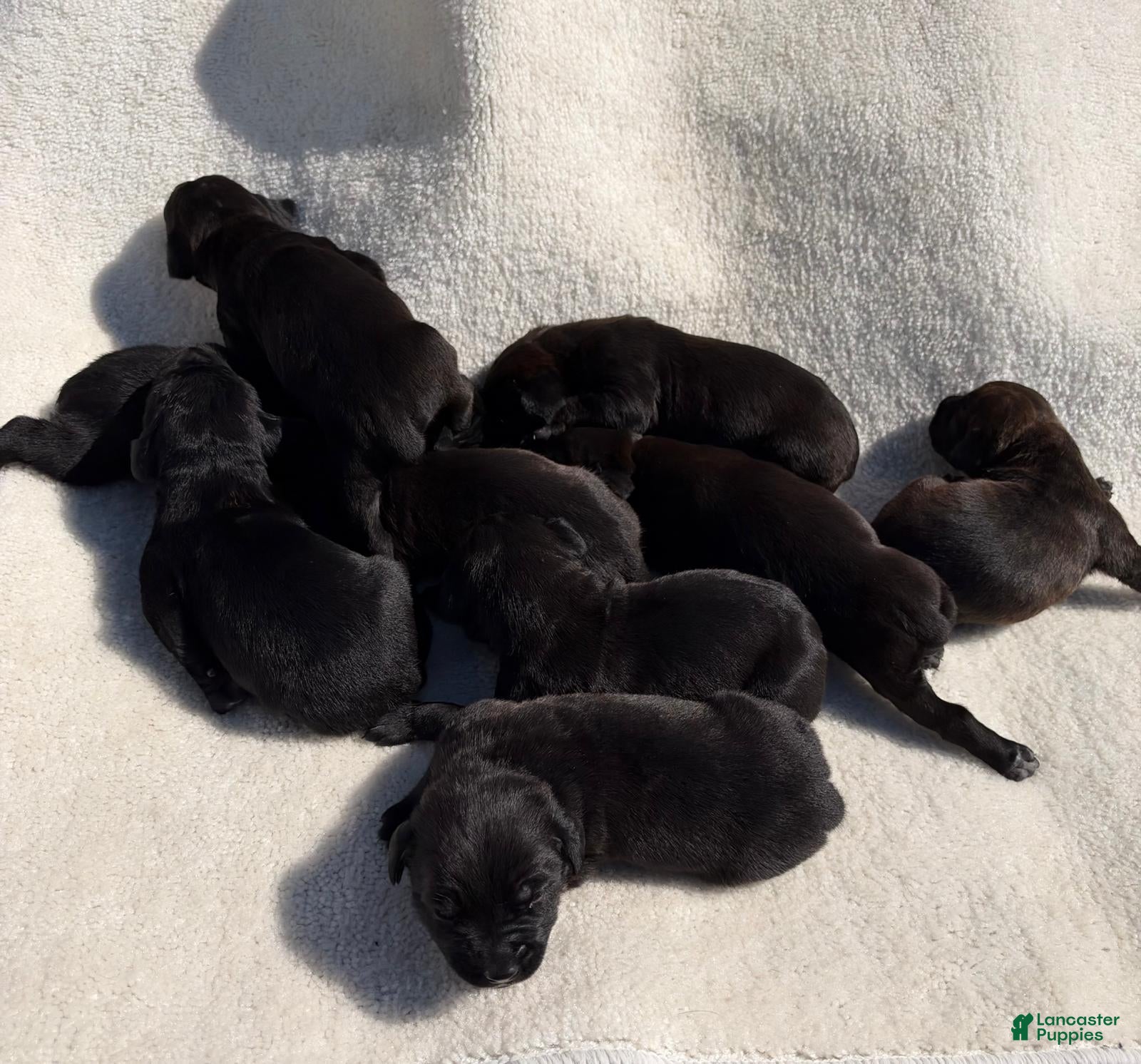 Cane Corso dogs Cane Corso 6 - Ad 1