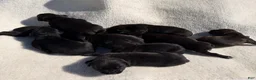 Cane Corso dogs for sale: Cane Corso 6 - Ad 1