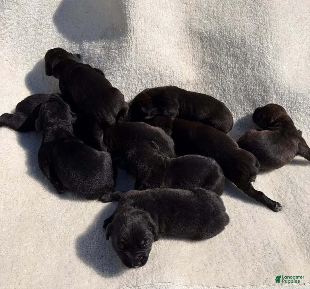 Cane Corso dogs for sale: Cane Corso 6 - Ad 1