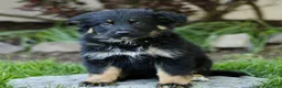 Mixed Breed dogs for sale: Obsidian  - Ad 1