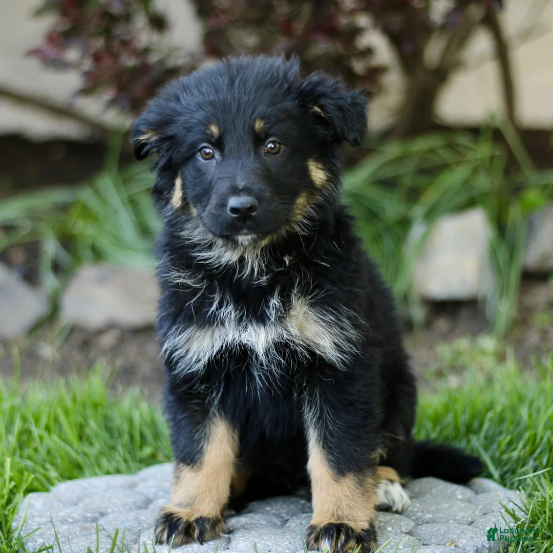 Mixed Breed dogs for sale: Obsidian  - Ad 1