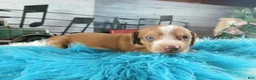 Dachshund dogs for sale: Nationwide delivery. Sugar pies red and white boy - Ad 6