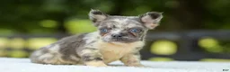 French Bulldog dogs for sale: Lisa - Ad 8