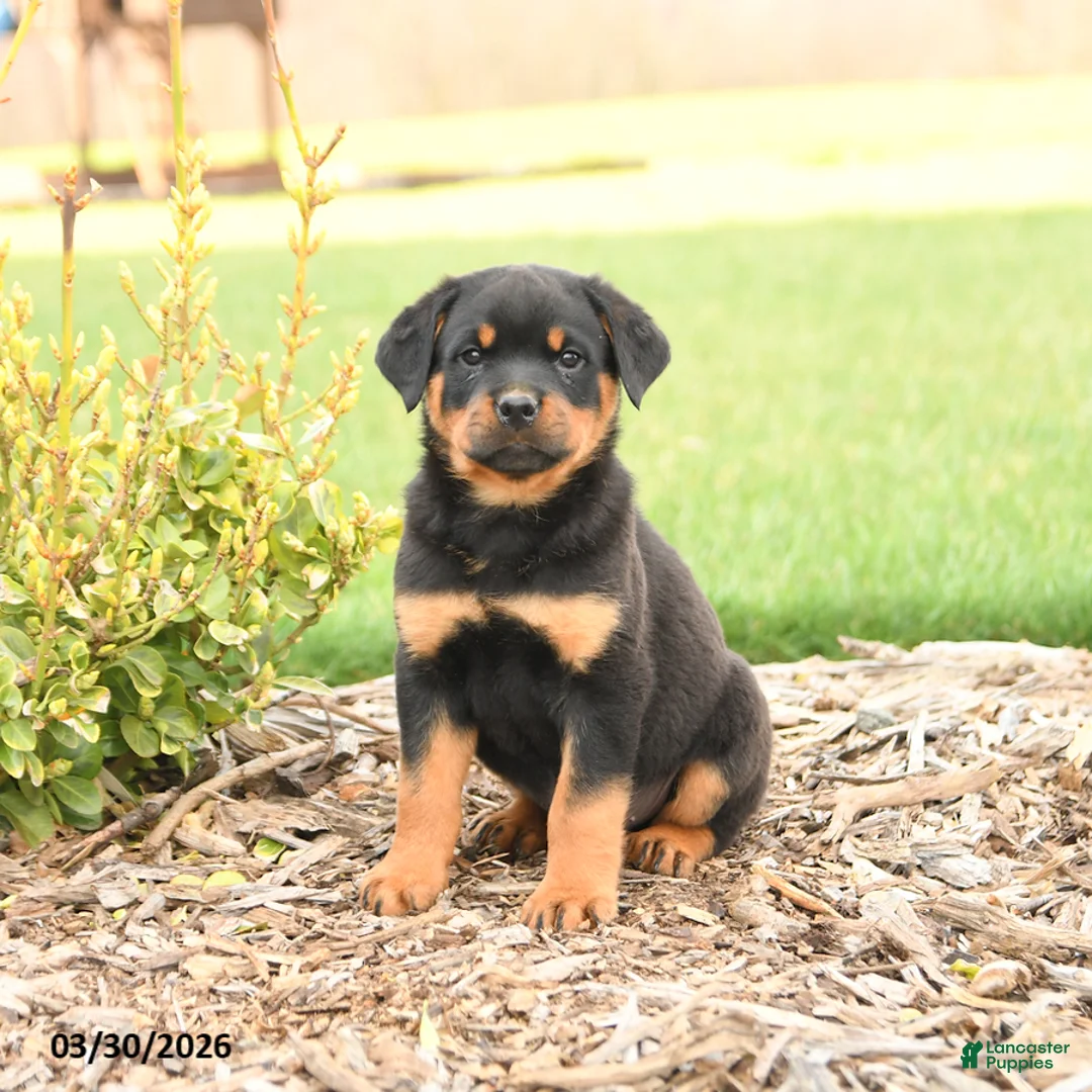 Rottweiler dogs for sale: Russell - Ad 2