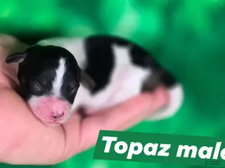 Maltipoo dogs Maltipoo Puppy 4 - Ad 21