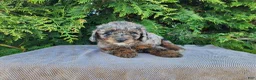 Mini Bernedoodle dogs for sale: Leasha - Ad 12