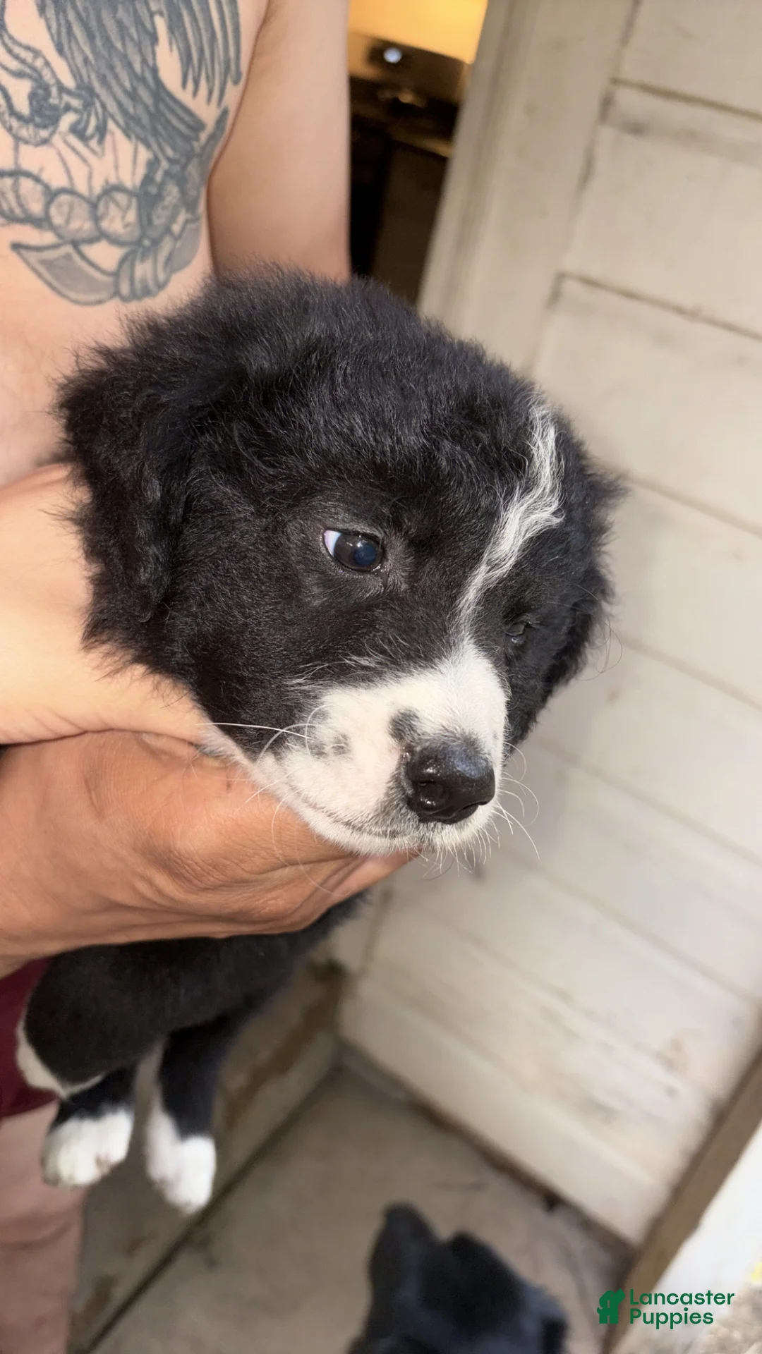 Mixed Breed dogs for sale: Mixed Breed Puppy 2 - Ad 3