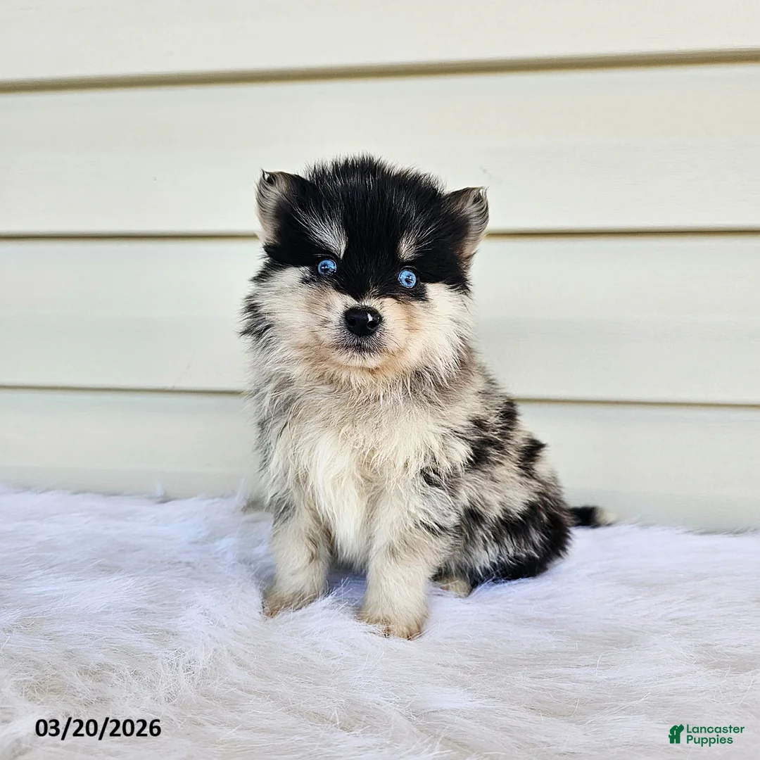Pomsky dogs for sale: Leo - Ad 3