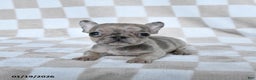 French Bulldog dogs for sale: Helen - Ad 4