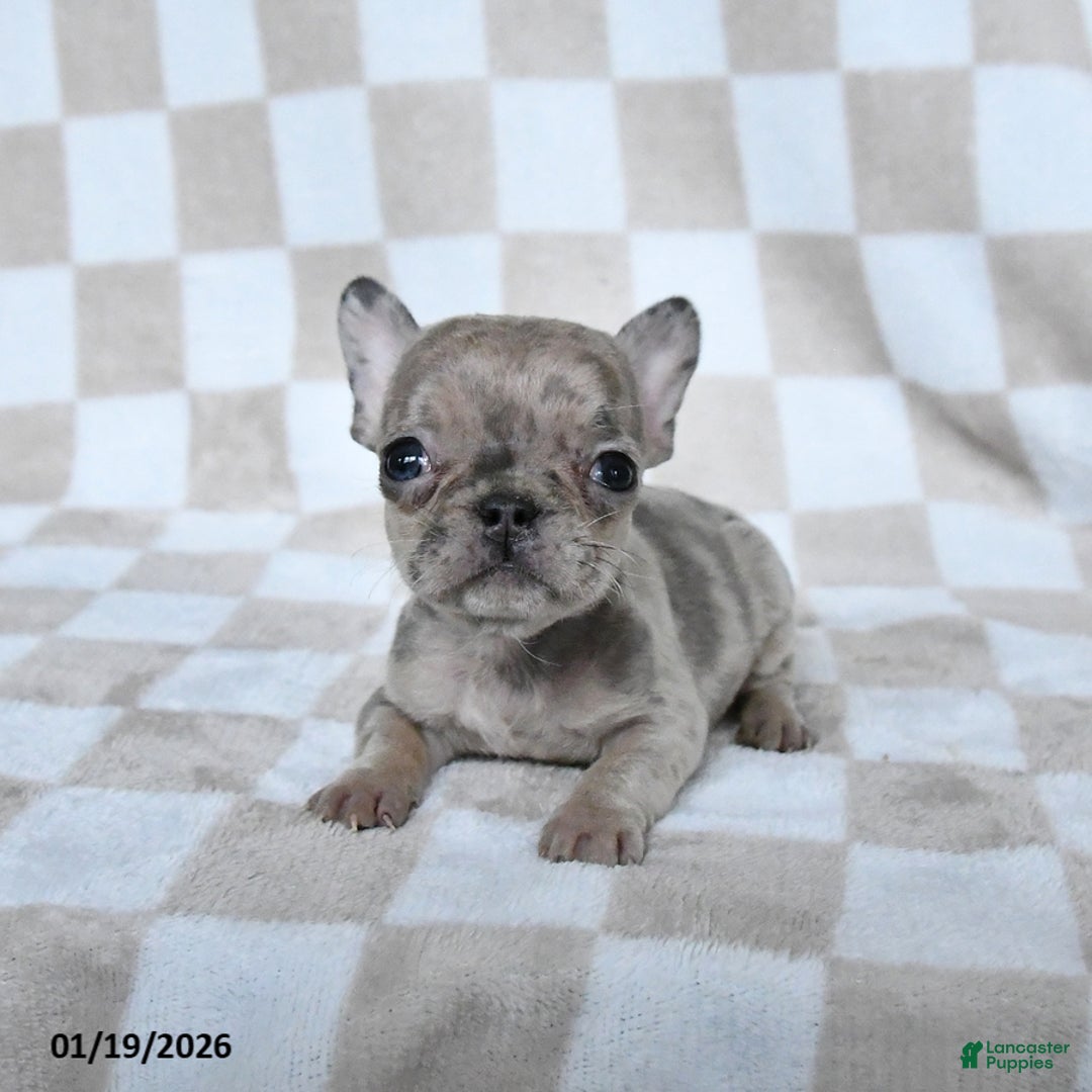 French Bulldog dogs for sale: Helen - Ad 4