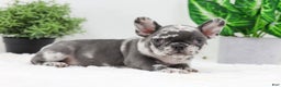 French Bulldog dogs for sale: Esther - Ad 5