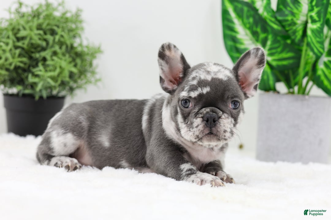 French Bulldog dogs for sale: Esther - Ad 5