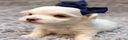 Maltese dogs for sale: Winifred “Winnie”  - Ad 3