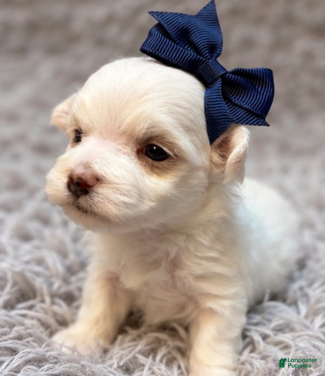 Maltese dogs for sale: Winifred “Winnie”  - Ad 3