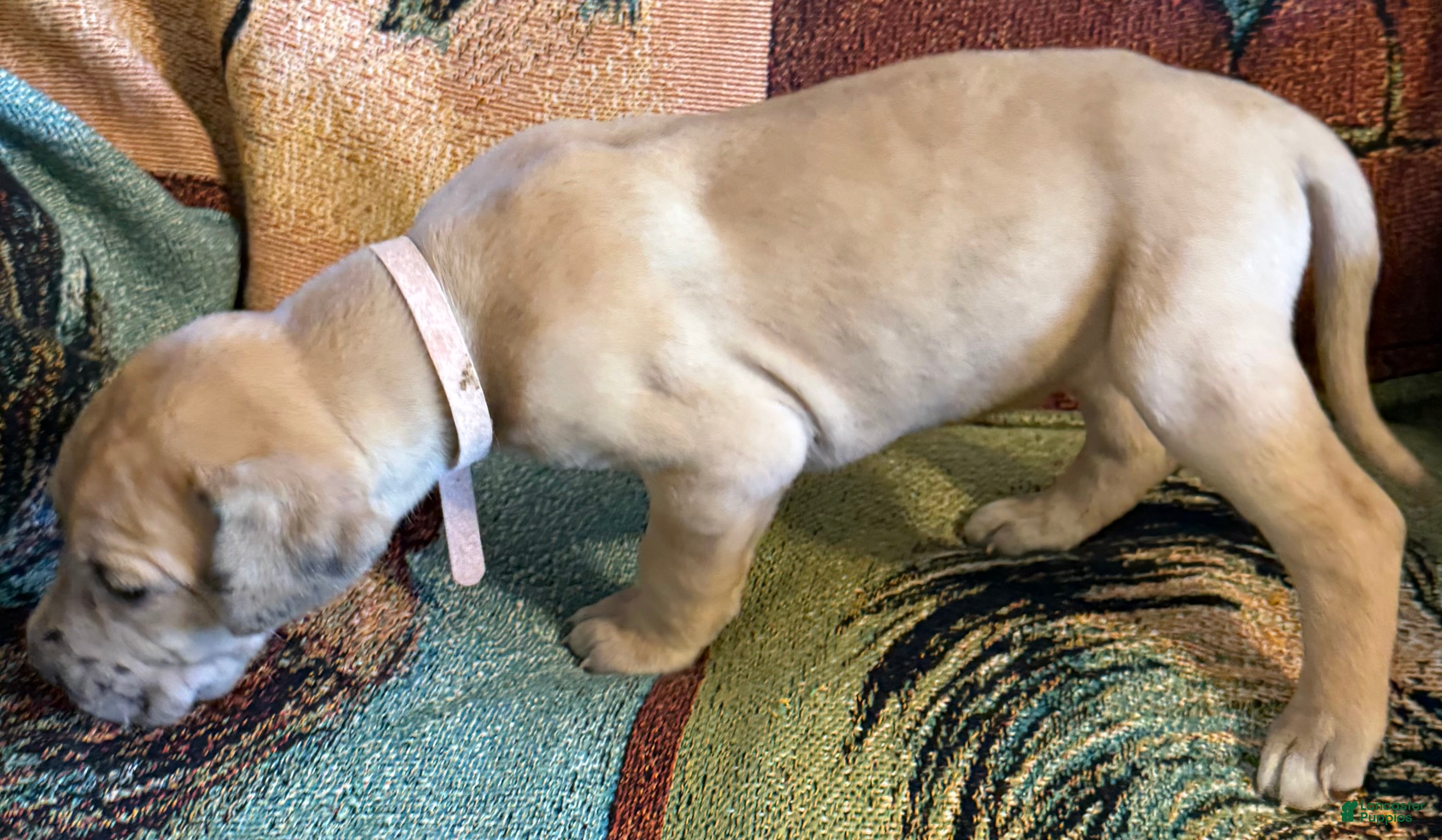 Great Dane dogs Pink - Ad 15