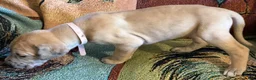 Great Dane dogs for sale: Pink - Ad 1