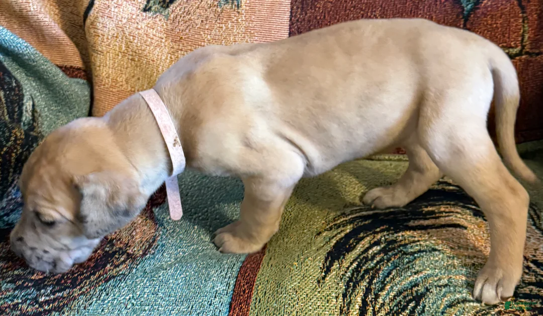 Great Dane dogs for sale: Pink - Ad 1
