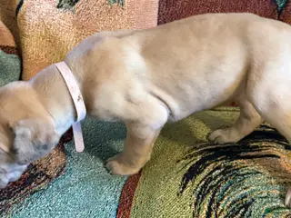 Great Dane dogs Pink - Ad 41