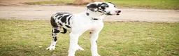 Great Dane dogs for sale: Jackie - Ad 3