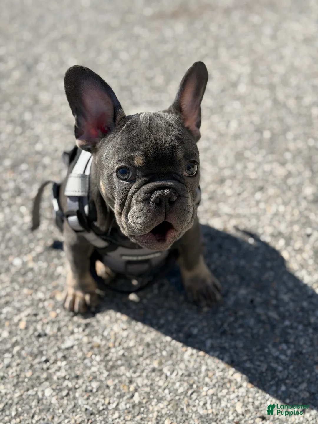 French Bulldog dogs for sale: French Bulldog Puppy 1 - Ad 4