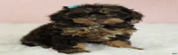 Cockapoo dogs for sale: Magdalena 🍓 - Ad 6