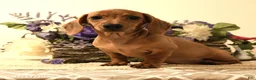 Miniature Dachshund dogs for sale: Shanda - Ad 5