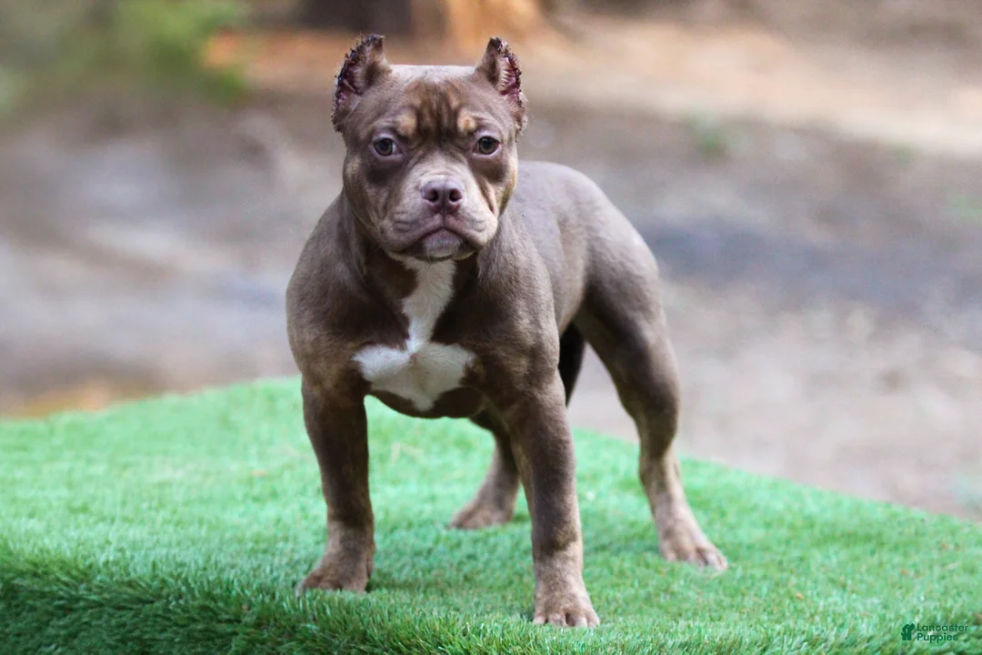 American Bully dogs for sale: Chocolate Tri Female - Ad 2
