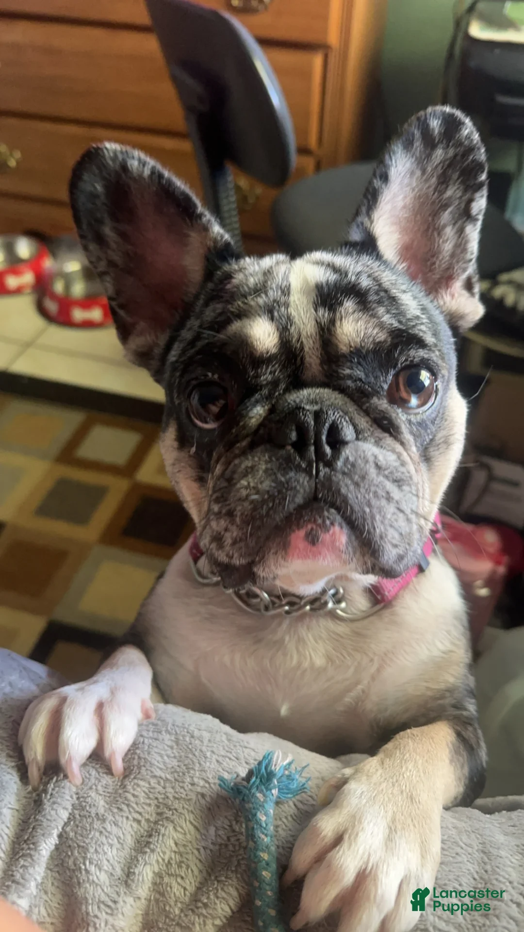 French Bulldog dogs for sale: French Bulldog Puppy 2 - Ad 2