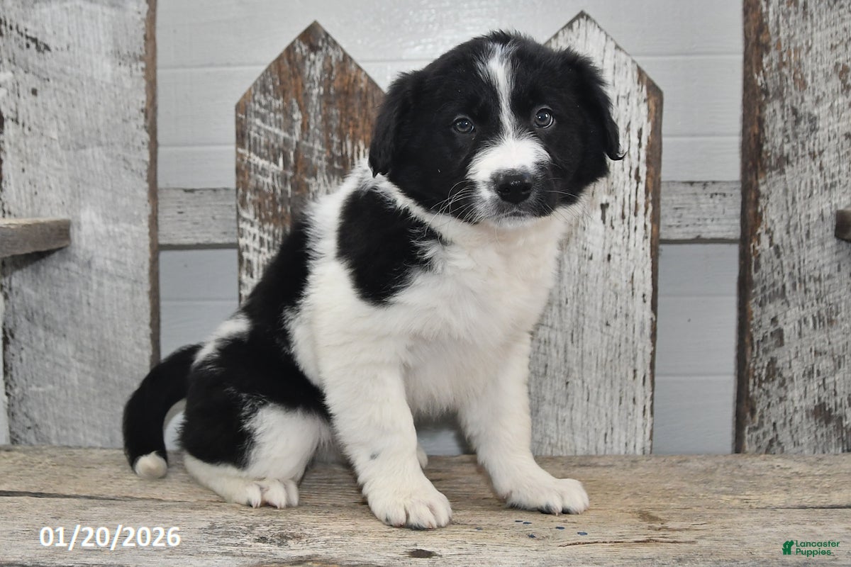 Border Collie dogs Holly - Ad 12