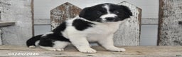 Border Collie dogs for sale: Holly - Ad 1