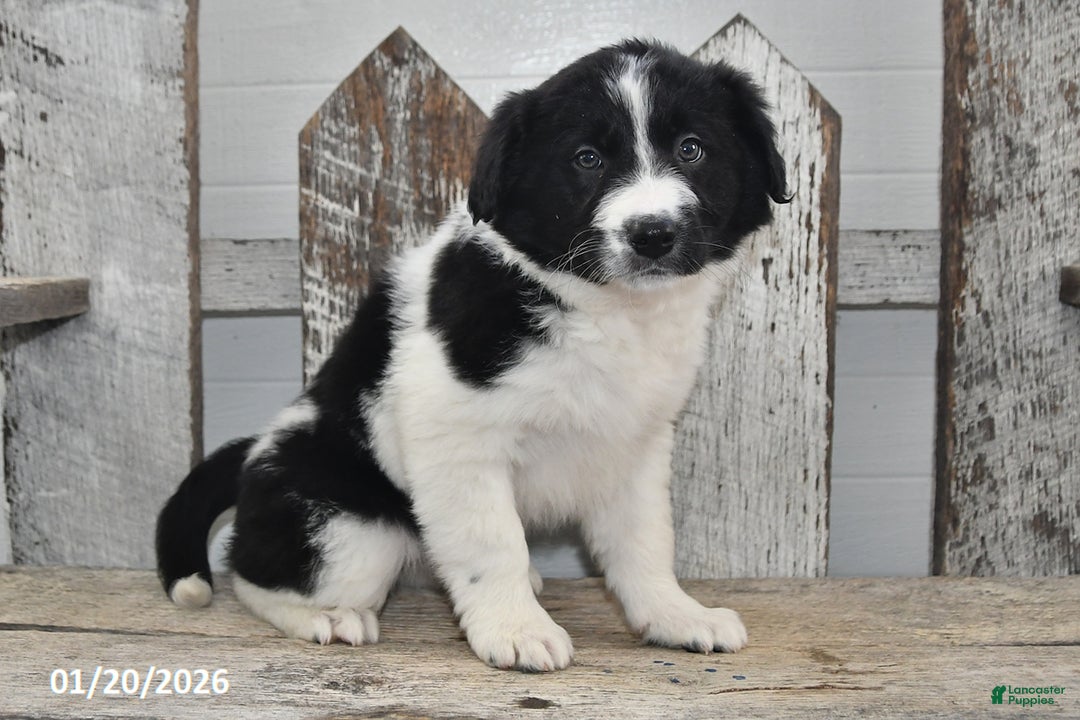 Border Collie dogs for sale: Holly - Ad 1