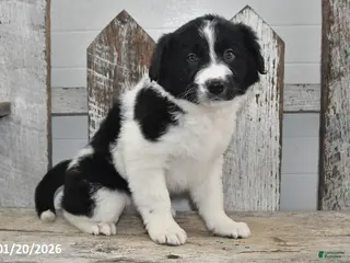 Border Collie dogs Holly - Ad 16