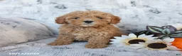 Cavapoo dogs for sale: Pixie - Ad 5