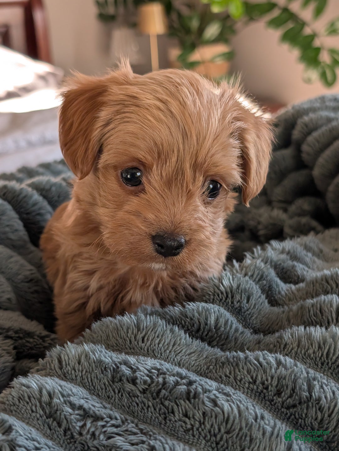 Yorkiepoo dogs for sale: Gunner - Ad 4