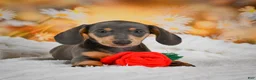 Miniature Dachshund dogs for sale: Dinah - Ad 5