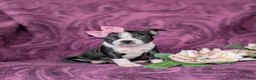 Boston Terrier dogs for sale: Eliza - Ad 3